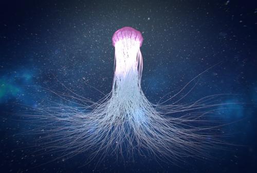 The Jellyfish preview image
